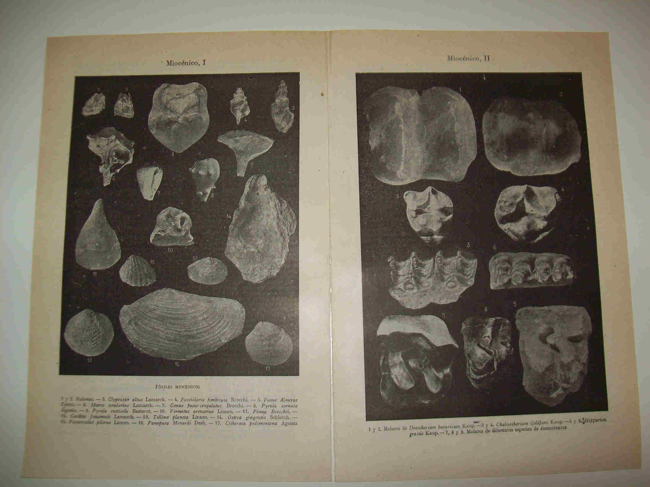 LAMINA ESPASA 24056: Fosiles miocenicos (son dos laminas)