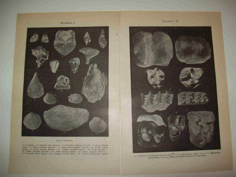 LAMINA ESPASA 24056: Fosiles miocenicos (son dos laminas)