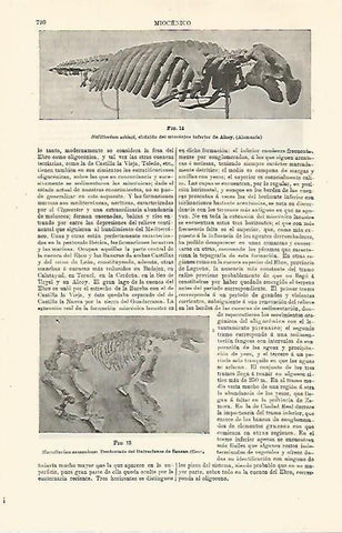 LAMINA ESPASA 24057: Halitherium schinzi