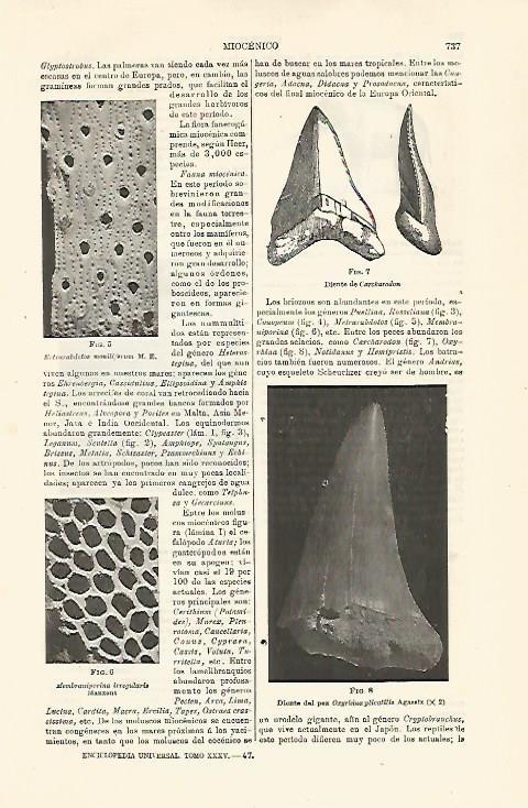 LAMINA ESPASA 24058: Diente de Carcharodon