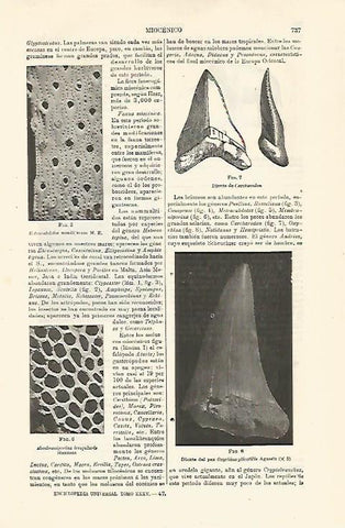 LAMINA ESPASA 24058: Diente de Carcharodon