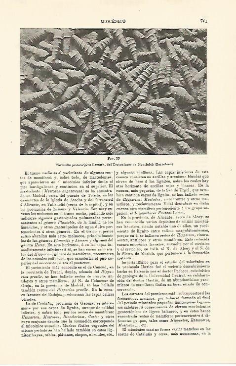 LAMINA ESPASA 24059: Turritella protorotifera