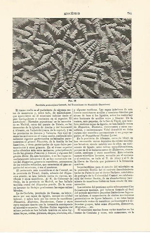 LAMINA ESPASA 24059: Turritella protorotifera