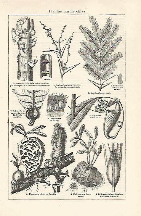 LAMINA ESPASA 24078: Plantas mirmecofilas