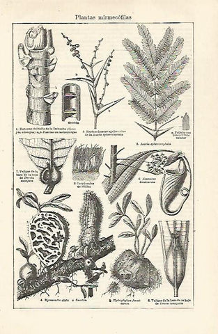 LAMINA ESPASA 24078: Plantas mirmecofilas