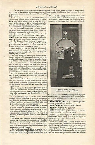 LAMINA ESPASA 24429: Estola de canonigos españoles