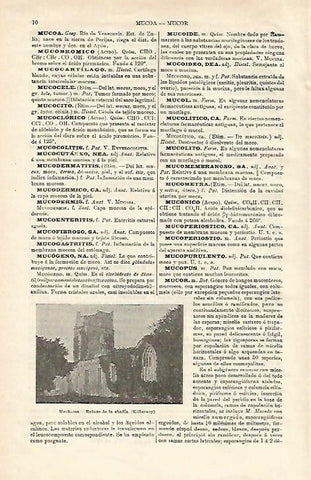 LAMINA ESPASA 24430: Ruinas de la abadia de Muckross
