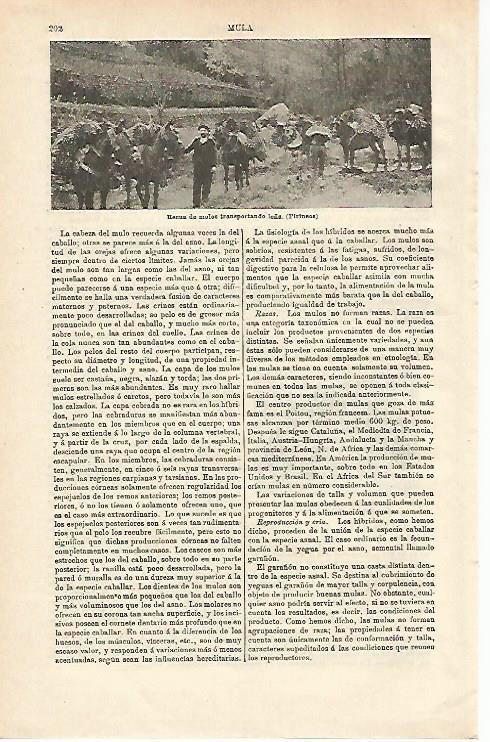 LAMINA ESPASA 24480: Recua de mulos llevando leña en los Pirineos
