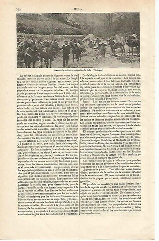 LAMINA ESPASA 24480: Recua de mulos llevando leña en los Pirineos