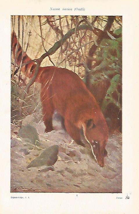 LAMINA ESPASA 24678: Nasua nasica o coati