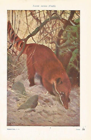 LAMINA ESPASA 24678: Nasua nasica o coati