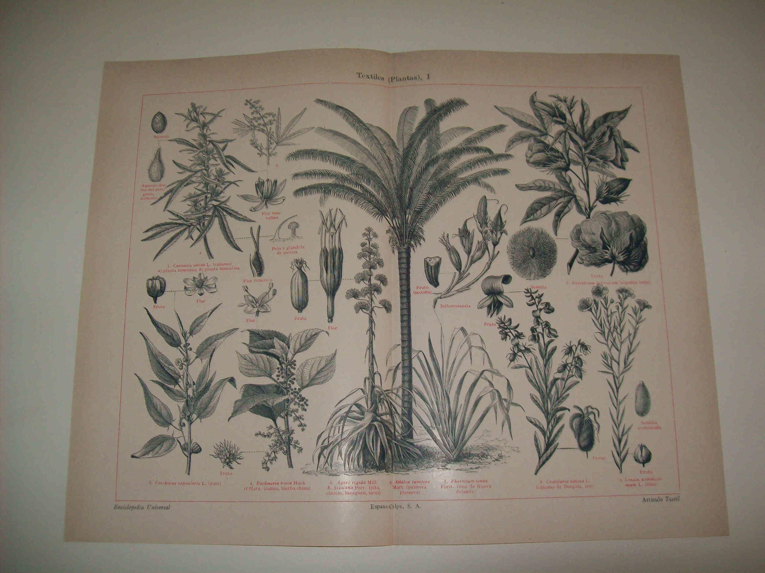 LAMINA ESPASA 8338: Plantas textiles