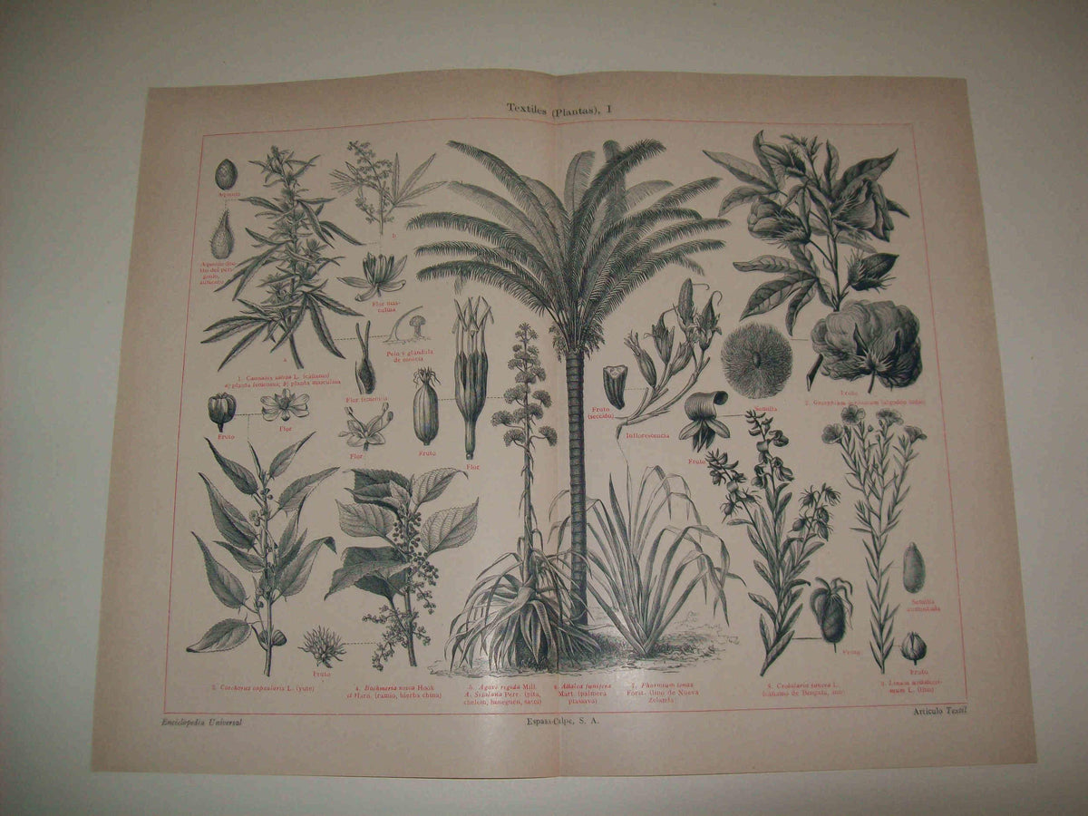 LAMINA ESPASA 8338: Plantas textiles