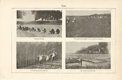 LAMINA ESPASA 1630: Cultivo del yute