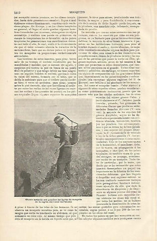LAMINA ESPASA 8822: Agricultor de Panama