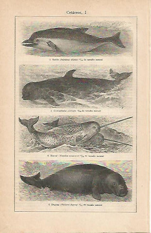 LAMINA ESPASA 2863: Cataceos II