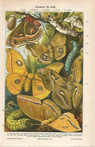 LAMINA ESPASA 21509: Gusanos de seda