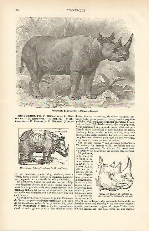 LAMINA ESPASA 6700: Rinoceronte de dos cuernos o Rhinoceros bicornis