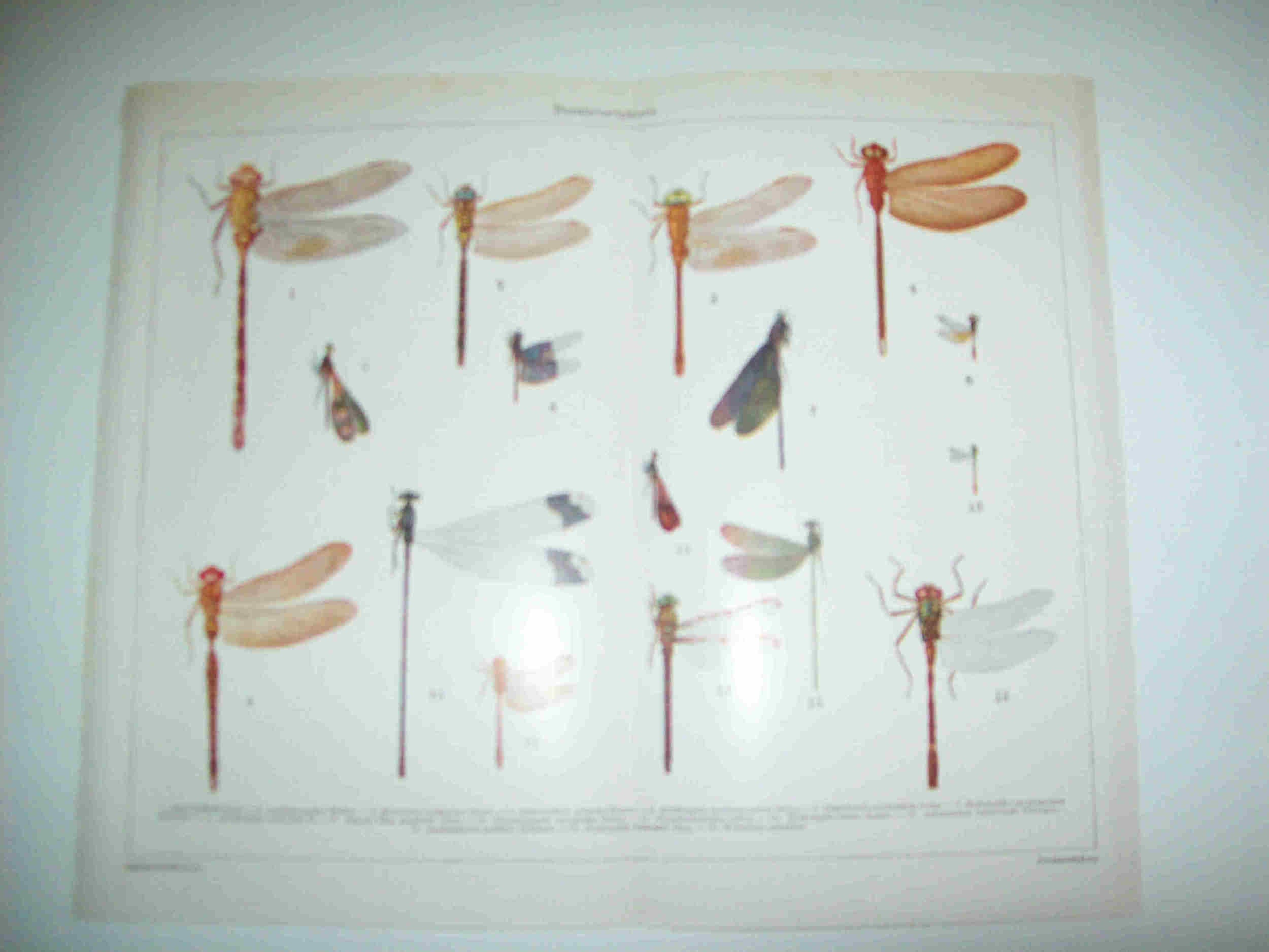 LAMINA ESPASA 23628: Paraneuropteros