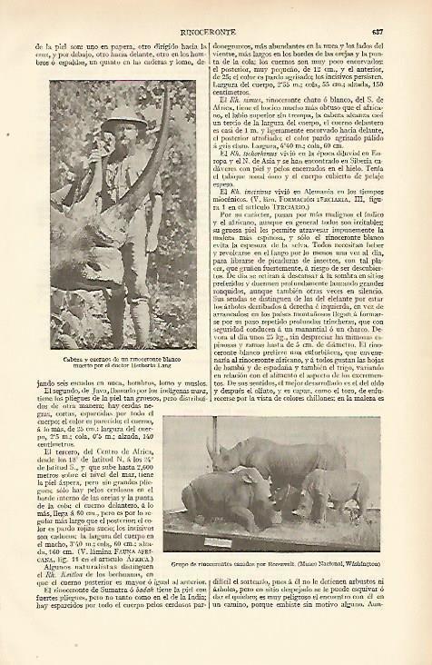 LAMINA ESPASA 6699: Grupo de rinocerontes cazados por Roosevelt