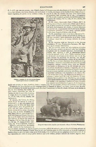 LAMINA ESPASA 6699: Grupo de rinocerontes cazados por Roosevelt
