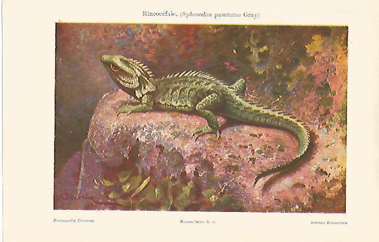 LAMINA ESPASA 6578: Rincocefalo o Sphenodon punctatus Gray