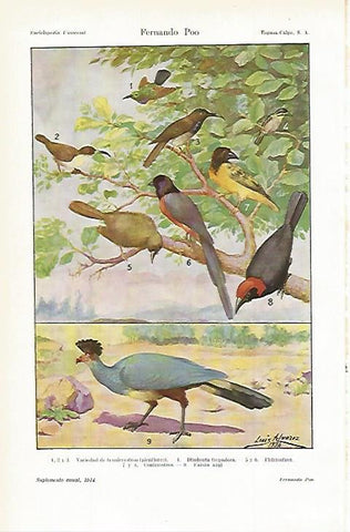 LAMINA ESPASA 7816: Pajaros de Fernando Poo