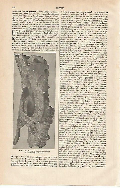 LAMINA ESPASA 15549: Craneo de Rhinoceros sansaniensis Filhol