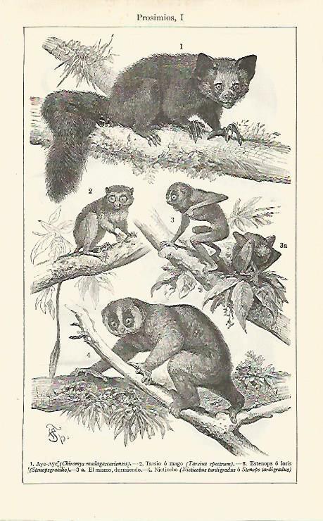 LAMINA ESPASA 16834: Prosimios