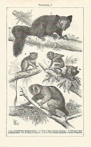 LAMINA ESPASA 16834: Prosimios
