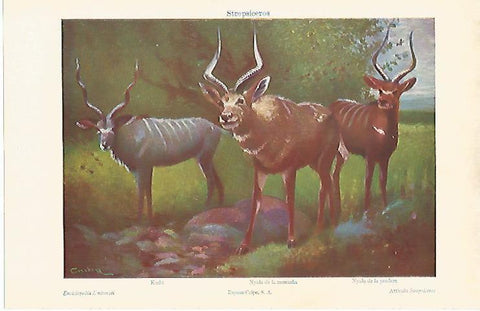 LAMINA ESPASA 7345: Strepsiceros: Kudu Nyala de la montaña y Nyala de la pradera