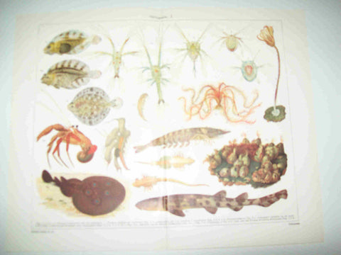 LAMINA ESPASA 21407: Especies de peces