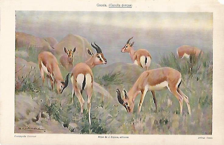 LAMINA ESPASA 24777: Gacela