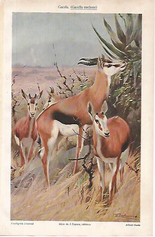 LAMINA ESPASA 24778: Gazella euchore