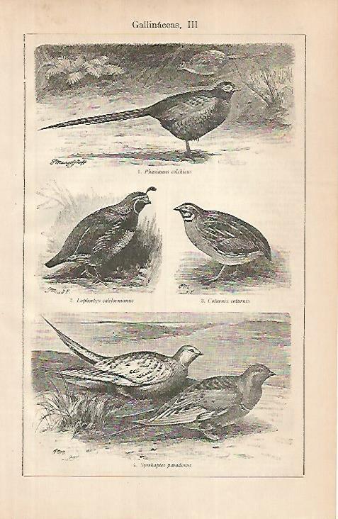 LAMINA ESPASA 24830: Especies de gallinaceas