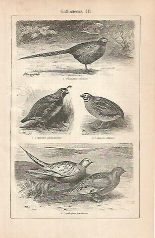 LAMINA ESPASA 24830: Especies de gallinaceas