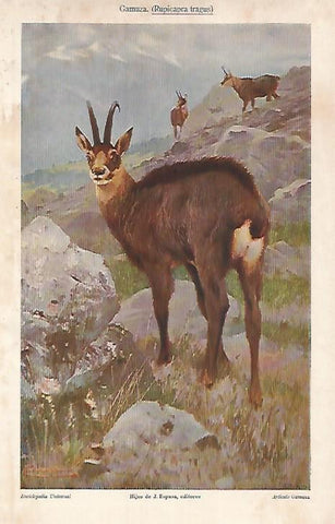 LAMINA ESPASA 24842: Gamuza o Rupicapra tragus