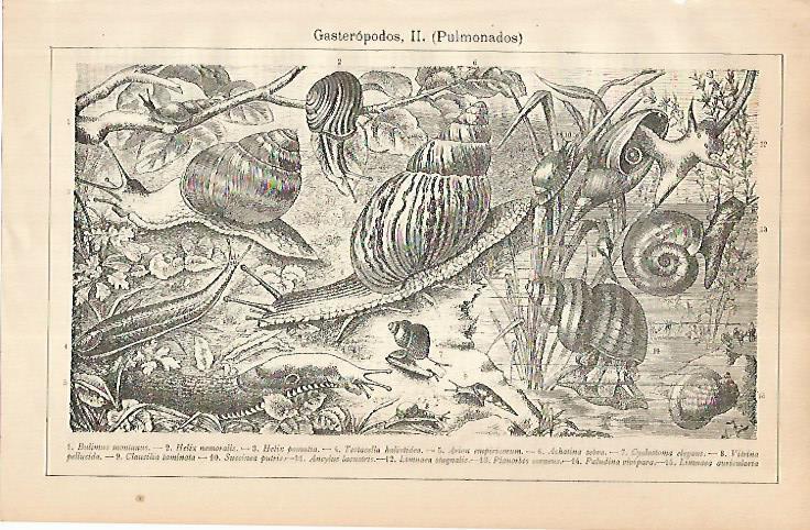 LAMINA ESPASA 24901: Gasteropodos pulmonados
