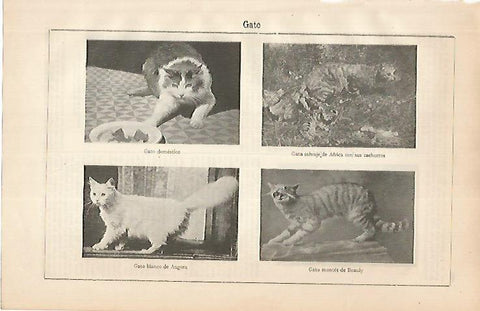 LAMINA ESPASA 24902: Especies de gatos