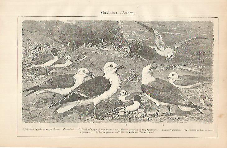 LAMINA ESPASA 24915: Gaviotas