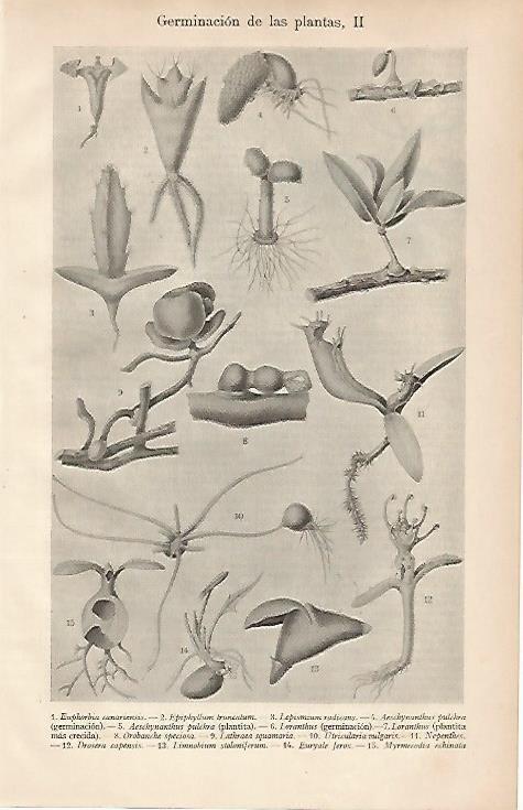 LAMINA ESPASA 24952: Germinacion