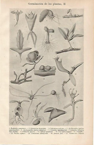 LAMINA ESPASA 24952: Germinacion