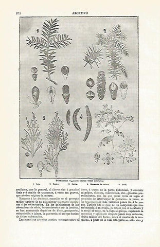 LAMINA De ESPASA 0056: Abortivo. Substancias vegetales abortivas