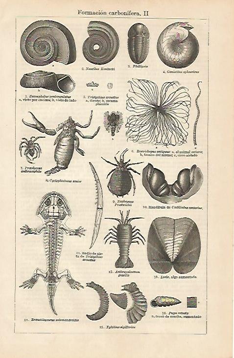 LAMINA ESPASA 4293: Formacion carbonifera (II)