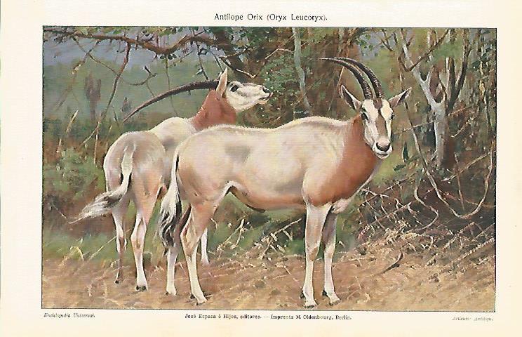 LAMINA ESPASA 7023: Antilope orix u Oryx Leucoryx