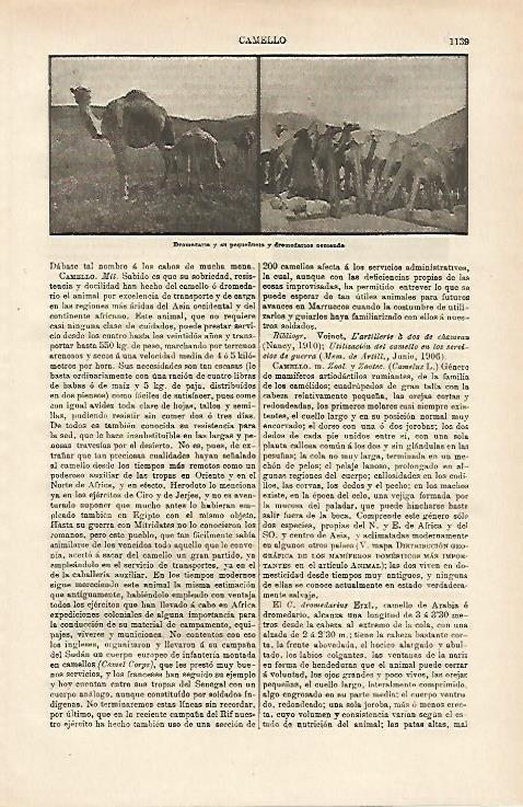 LAMINA ESPASA 14777: Dromedarios