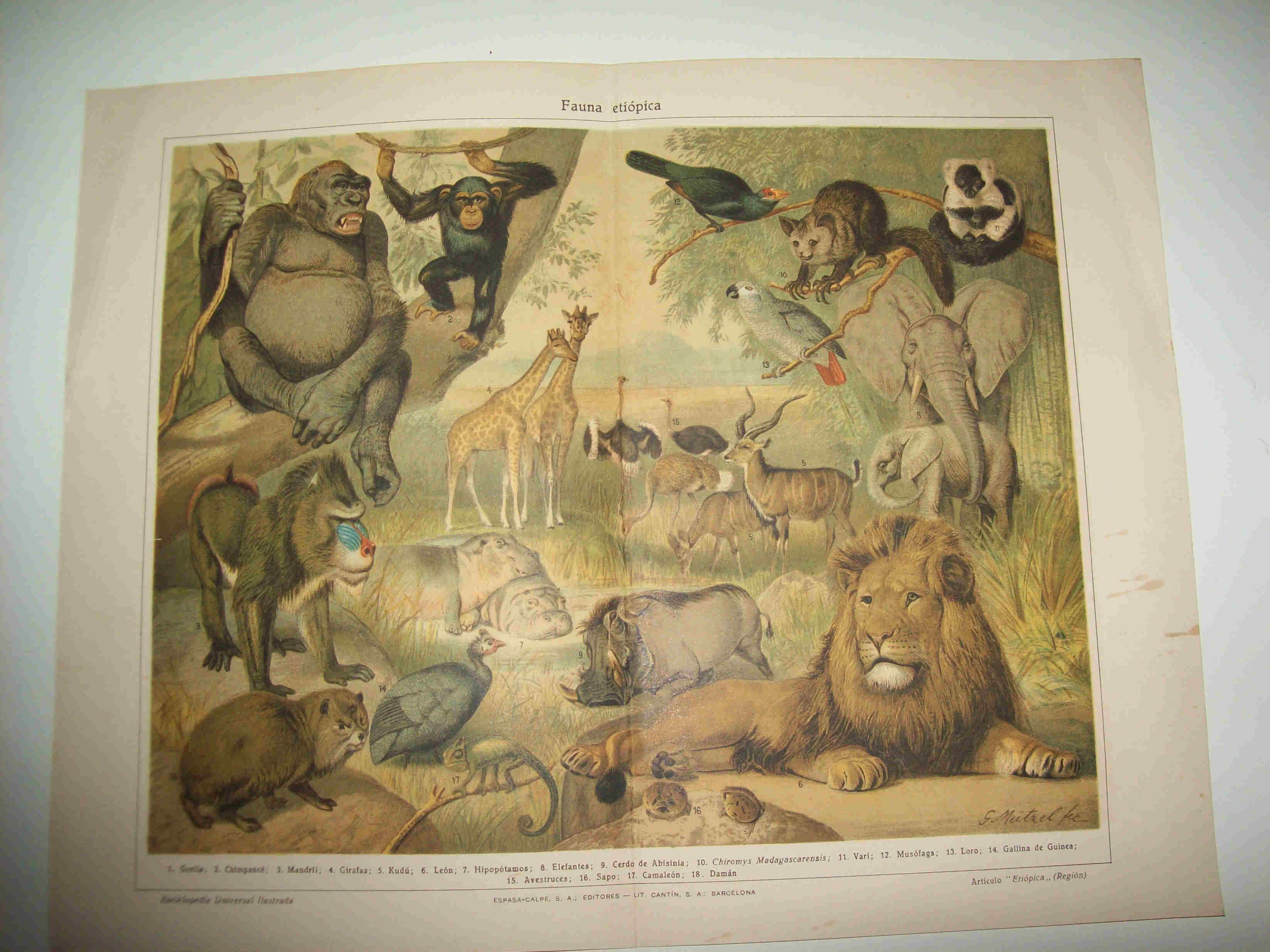 LAMINA ESPASA 16409: Fauna de Etiopia