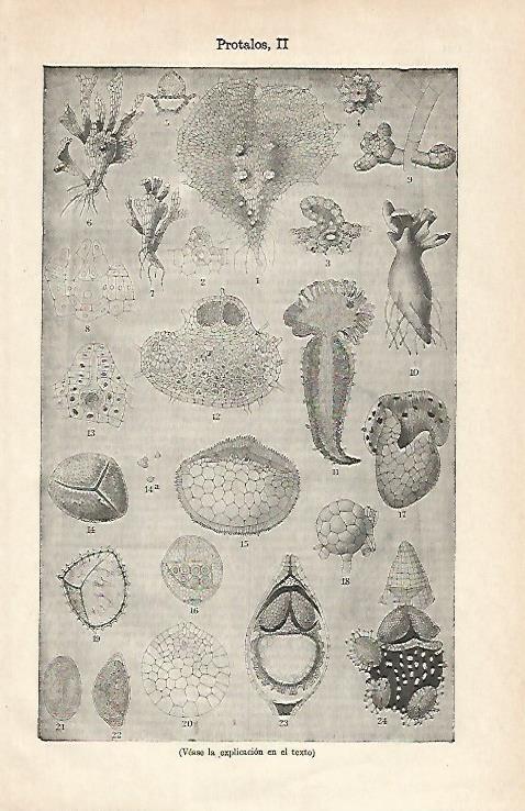 LAMINA ESPASA 16837: Tipos de protalos