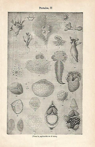 LAMINA ESPASA 16837: Tipos de protalos