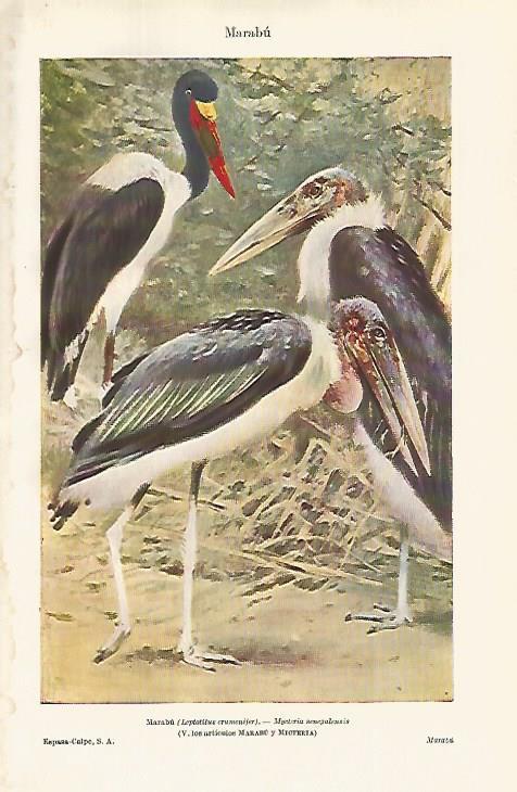 LAMINA ESPASA 18725: Marabu